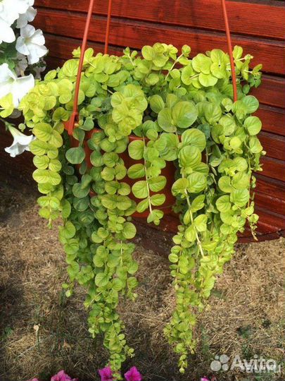 Вербейник монетчатый золотой Бронь