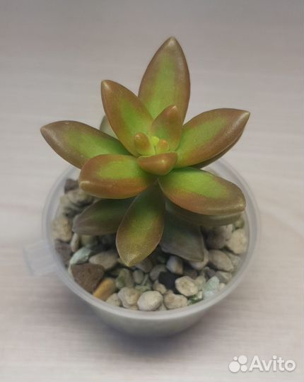 Суккуленты