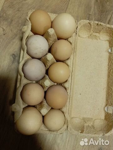 Инкубационные яйца кур породы доминанты