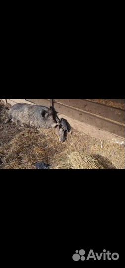 Дикие кабаны