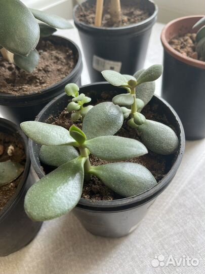 Суккуленты или денежные дерево