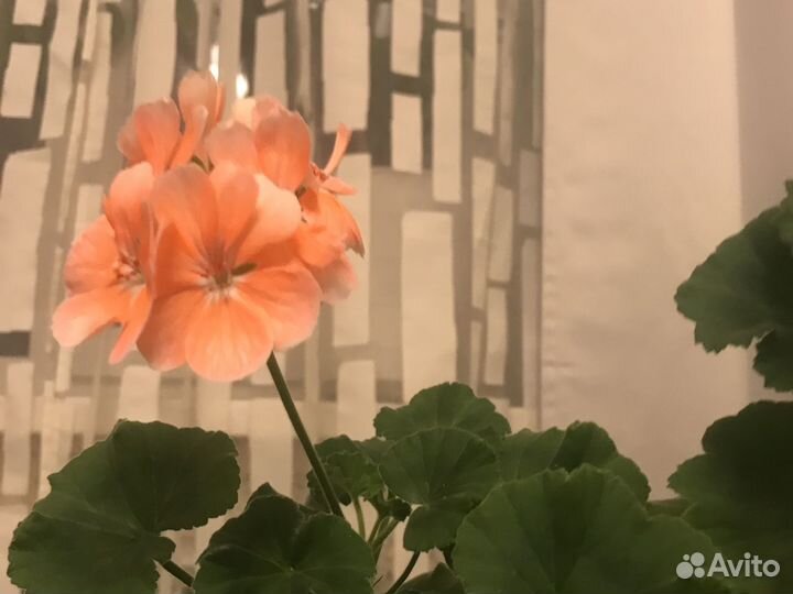 Пеларгония герань