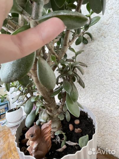 Большое Денежное дерево (толстянка)