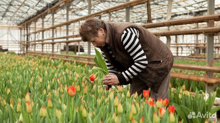 Свежие тюльпаны оптом к 8 марта