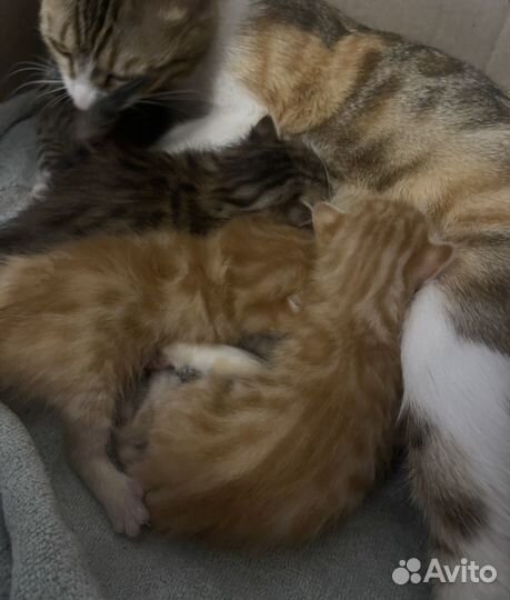 Котята в добрые руки