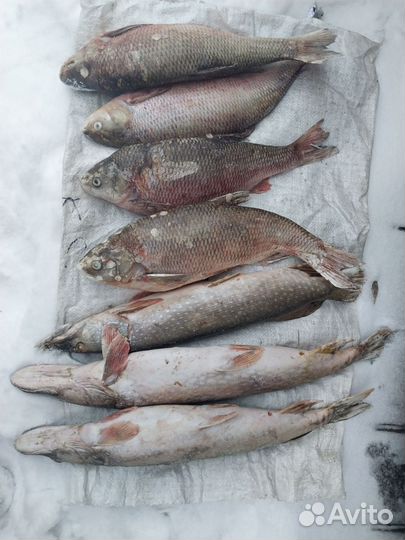 Щука с Оби свежемороженная