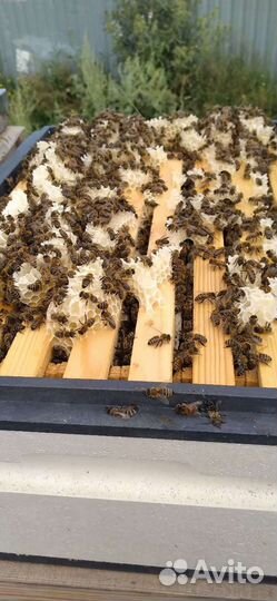 Мед натуральный