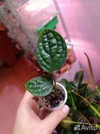 Ароидные 1 Обновлено 30.09