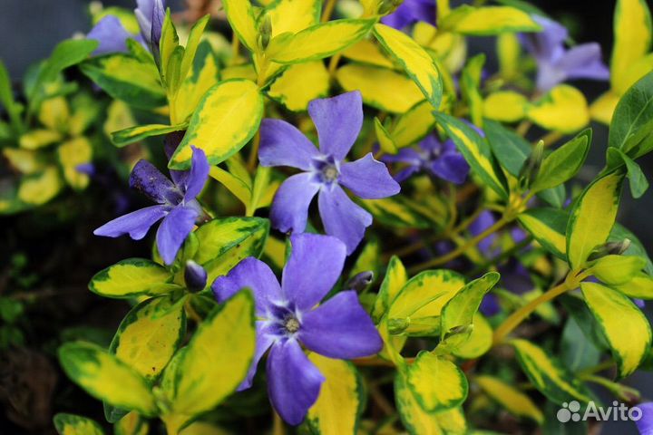 Барвинок малый илюминейшн