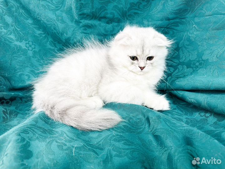 Шотландский котенок фолд