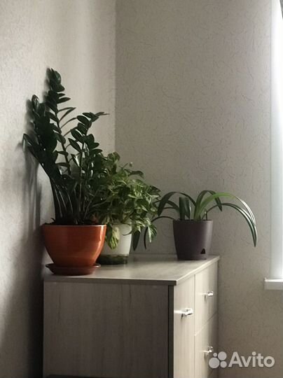 Замиокулькас