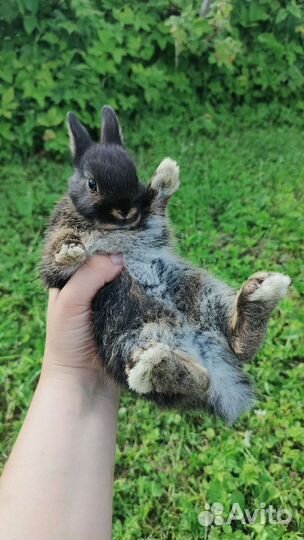 Крольчата декоративные