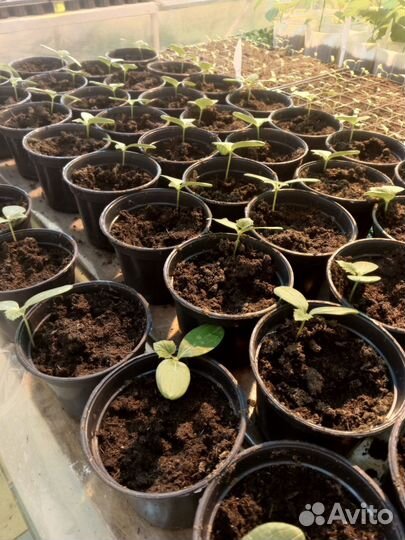 Рассада - томаты, огурцы, перец, баклажаны, капуст