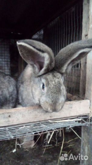 Кролики фландр - ризен