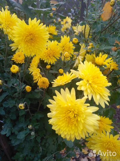 Хризантемы