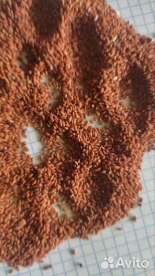 Весовые семена