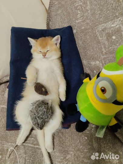 Передержка Вашего любимца, на время отпуска