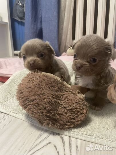 Вязка чихуахуа