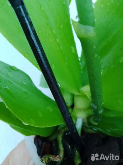 Орхидея лиодоро