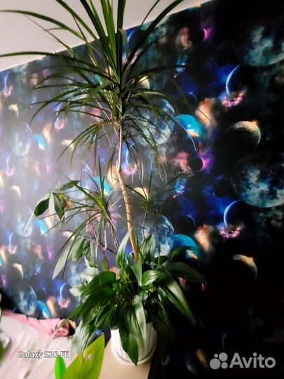Продаю пальму