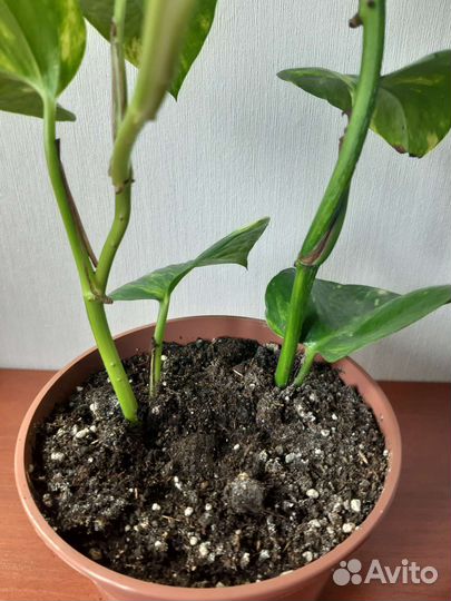 Сциндапсус золотистый