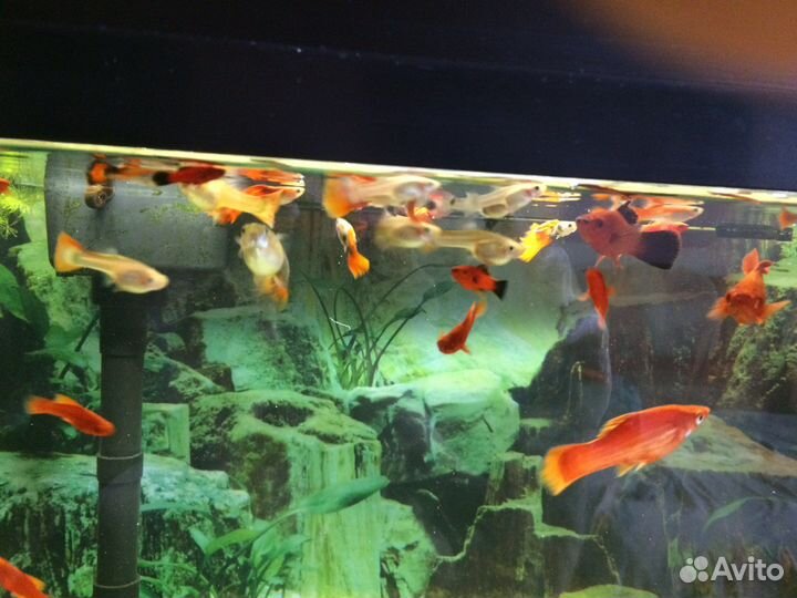 Аквариумные рыбки гуппи