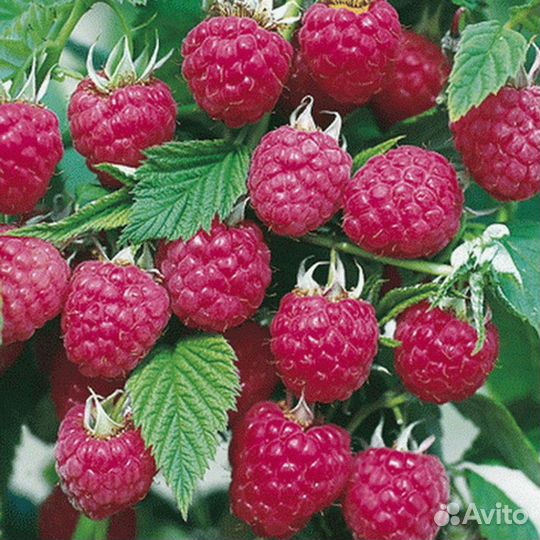 Садовые растения