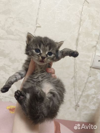 Мальчики метисы 