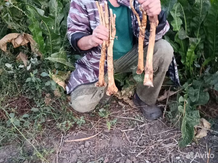 Хрен, аджика, варенье