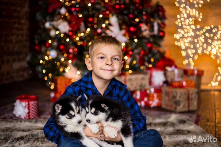 Щенки Хаски для Фото