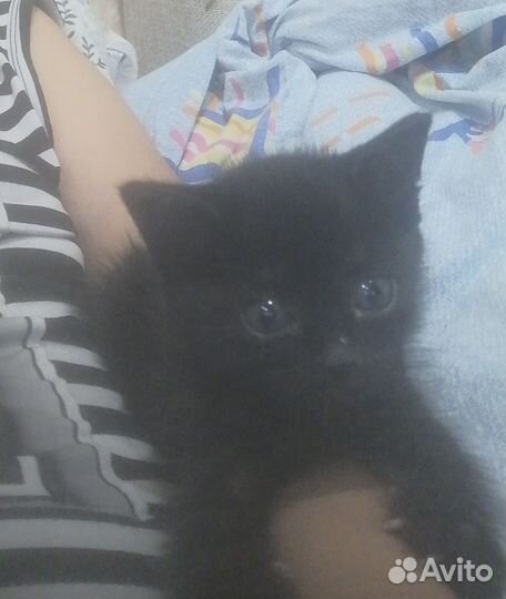 Отдам в добрые руки