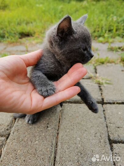 Котята в добрые руки бесплатно