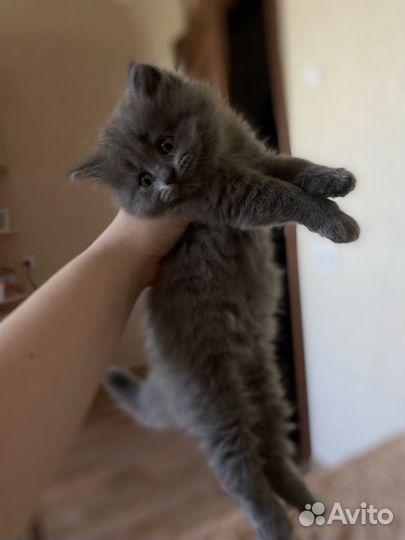 Британский котик