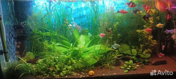 Аквариум