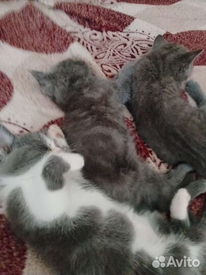 Кошка в дар бесплатно