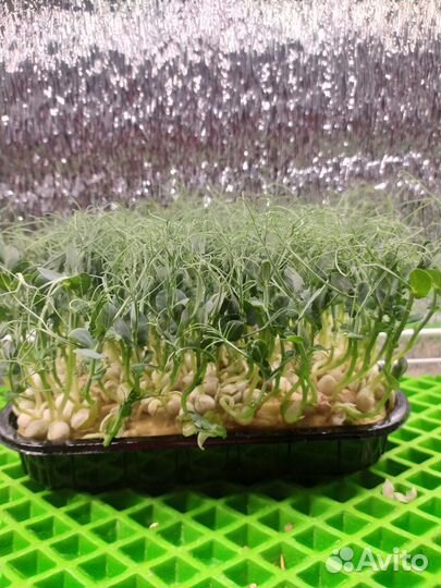 Микрозелень для вас и ваших питомцев