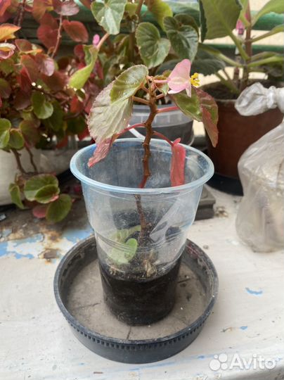 Бегония вечноцветущая