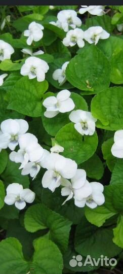 Многолетники