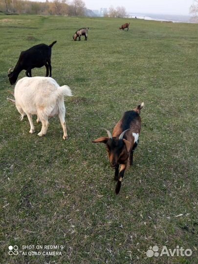 Продам коз и козлят
