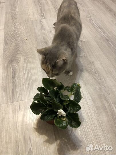 Фиалка в горшке