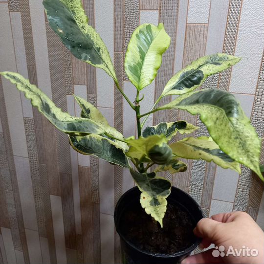 Кротон Тамара