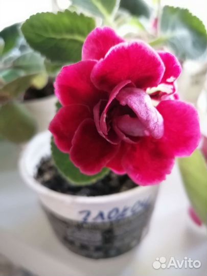 Глоксиния махровая