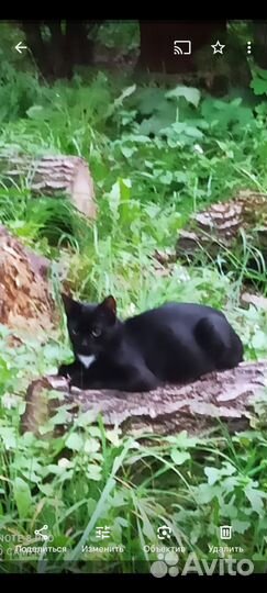 Котики - неразлучники