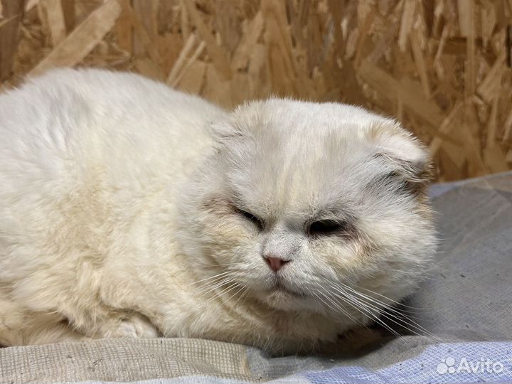 Несчастный котик-жертва разведенцев