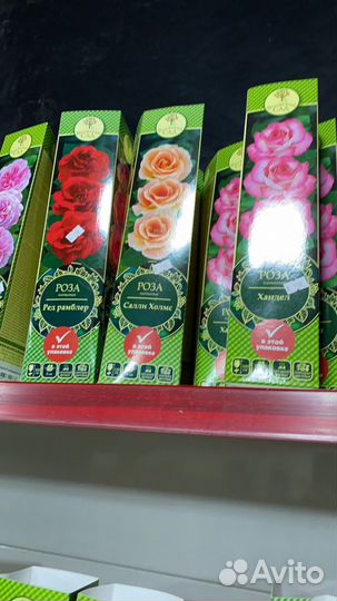 Роза с закрытой корневой от склада весна 2024