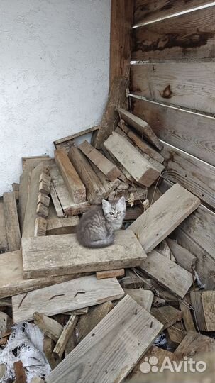 Котенок от шотландский кошки