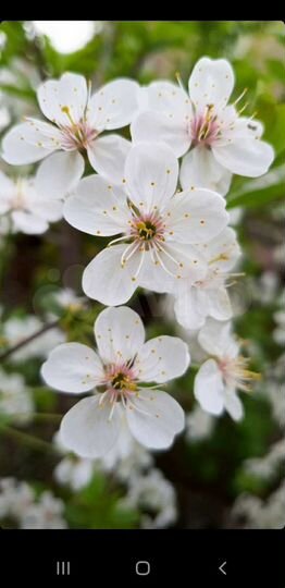 Участок 5,3 сот. (ИЖС)