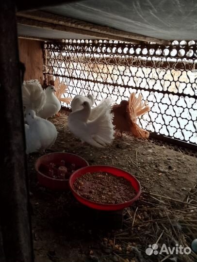 Голуби павлины