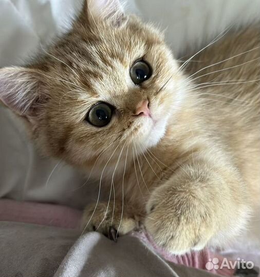 Золотая шиншилла из питомника