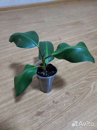 Фикус каучуконосный Elastica